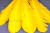 Декоративный Пучок из перьев, перо 23см/желтый - купить в Нефтеюганске. Цена: 12.19 руб.