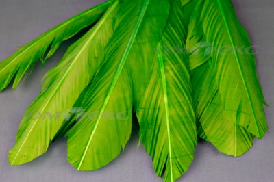 Декоративный Пучок из перьев, перо 24см/зеленый - купить в Нефтеюганске. Цена: 12.19 руб.