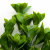 Трава искусственная -1, шт (эвкалипт лист 32 см/8 см)				 - купить в Нефтеюганске. Цена: 169.93 руб.
